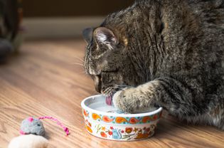 猫从碗里喝水，爪子举在水面上