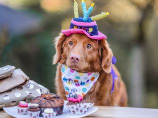 Long-haired brown dog wearing a birthday hat and bib while sitting in front of dog cakes and cupcakes