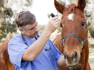 兽医正在给马做体检