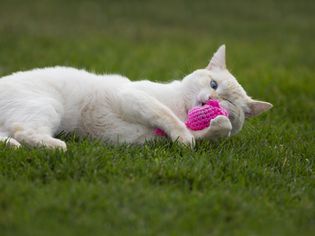 火焰点猫在草地上玩一个粉红色的猫薄荷老鼠玩具