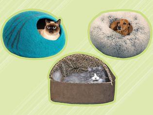 An assortment of animals laying in recommended pet beds displayed on a green patterned background