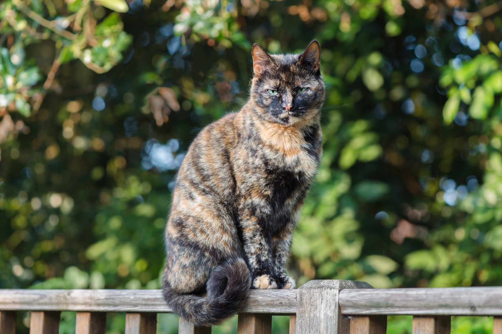 龟甲猫坐在栅栏上