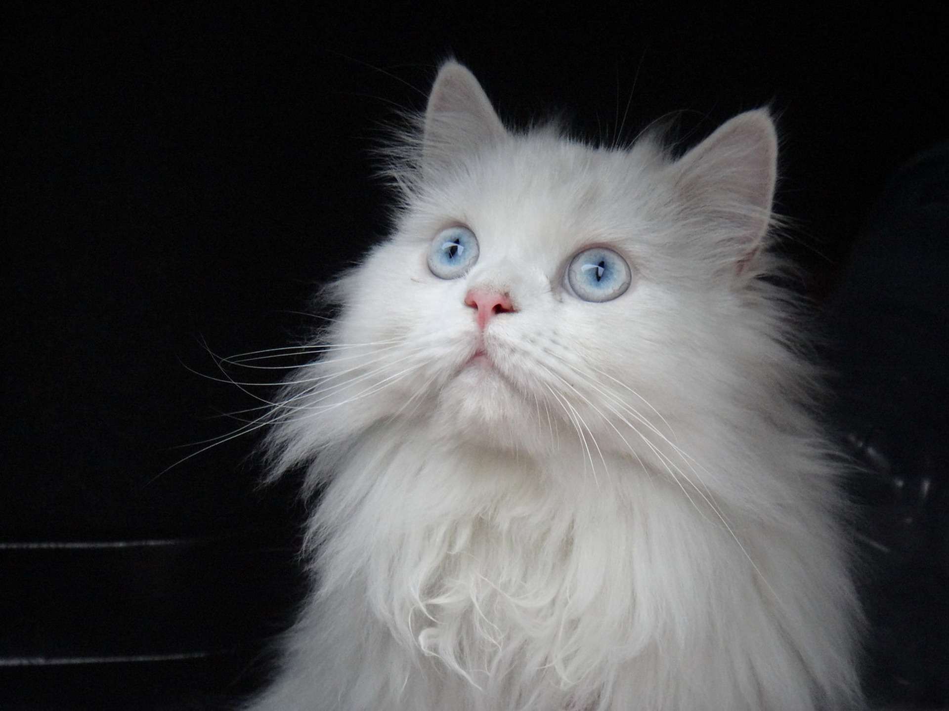 一个白色的猫。