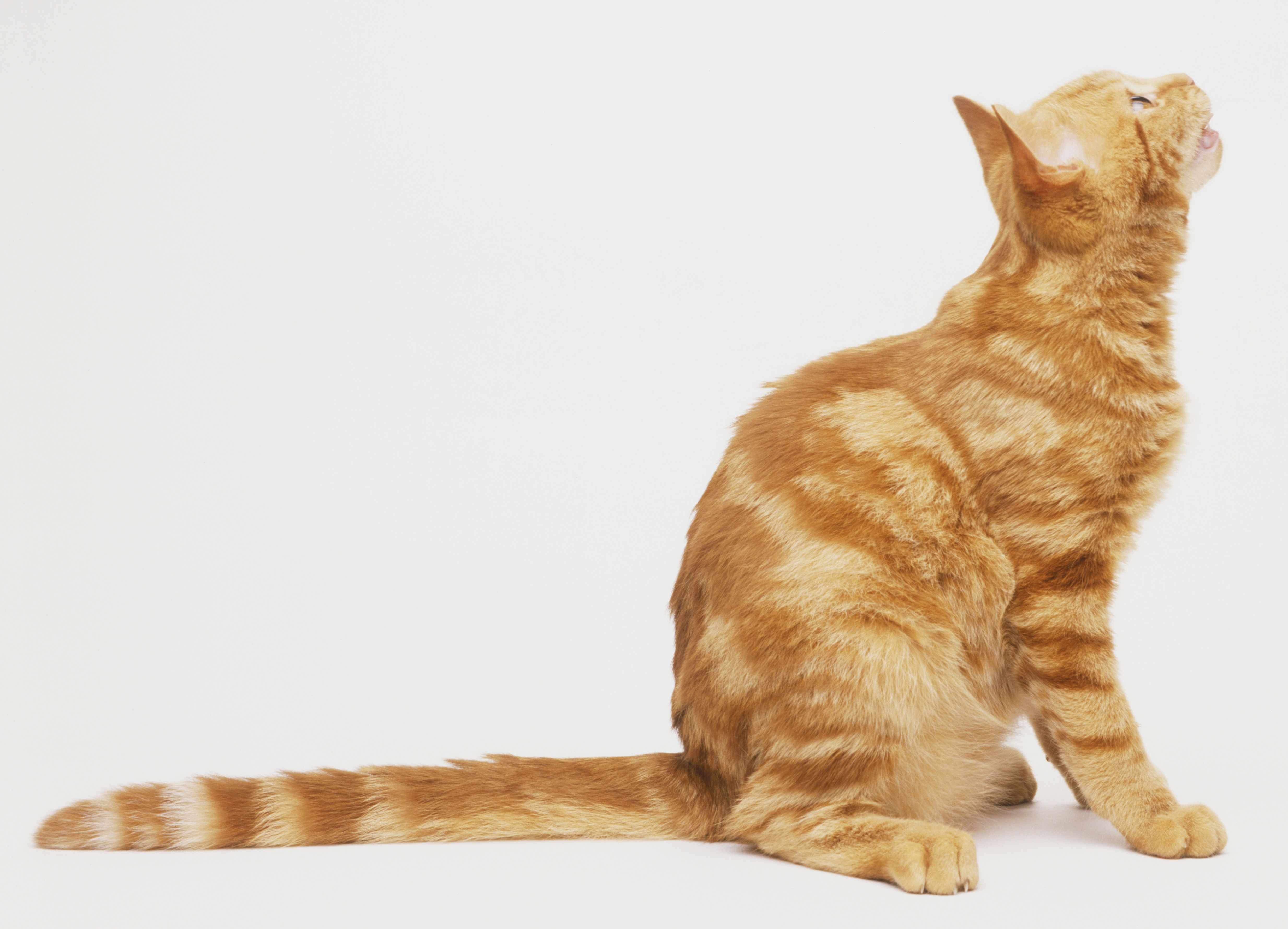 猫猫……皮螺，尾巴，把尾巴带到了