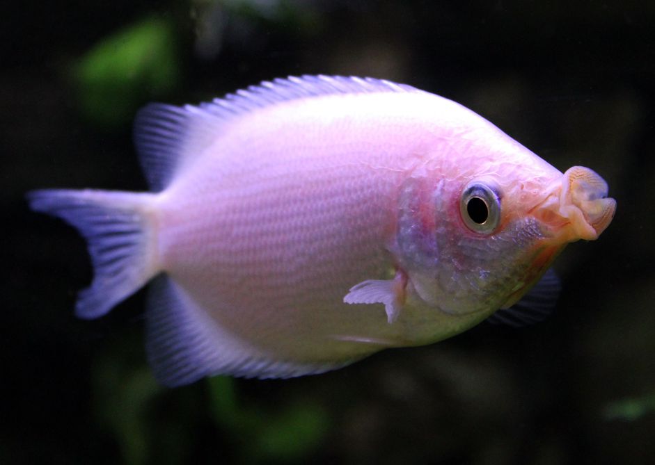 Helostoma temminckii -吻葫芦