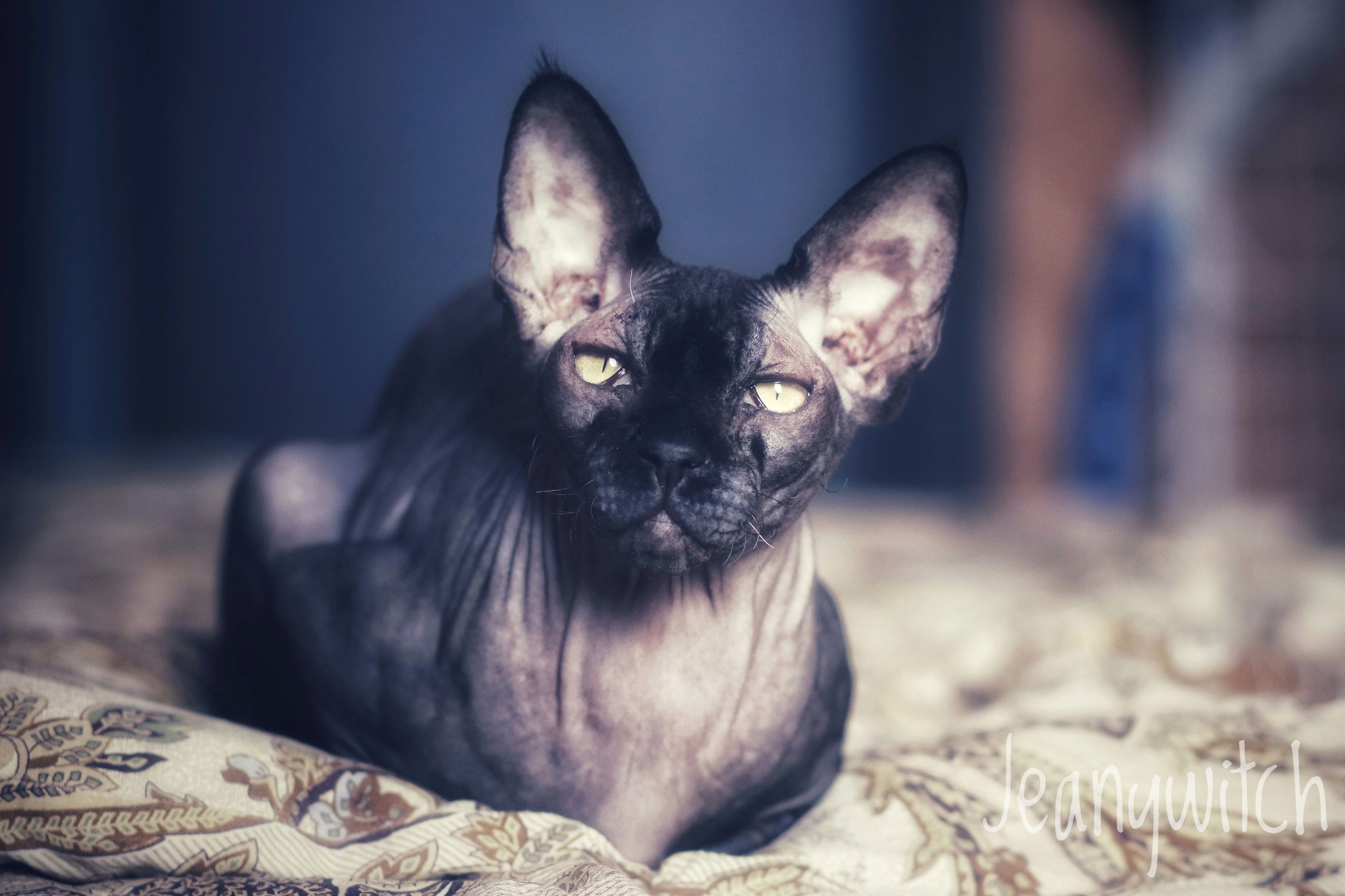 黑色sphynx猫