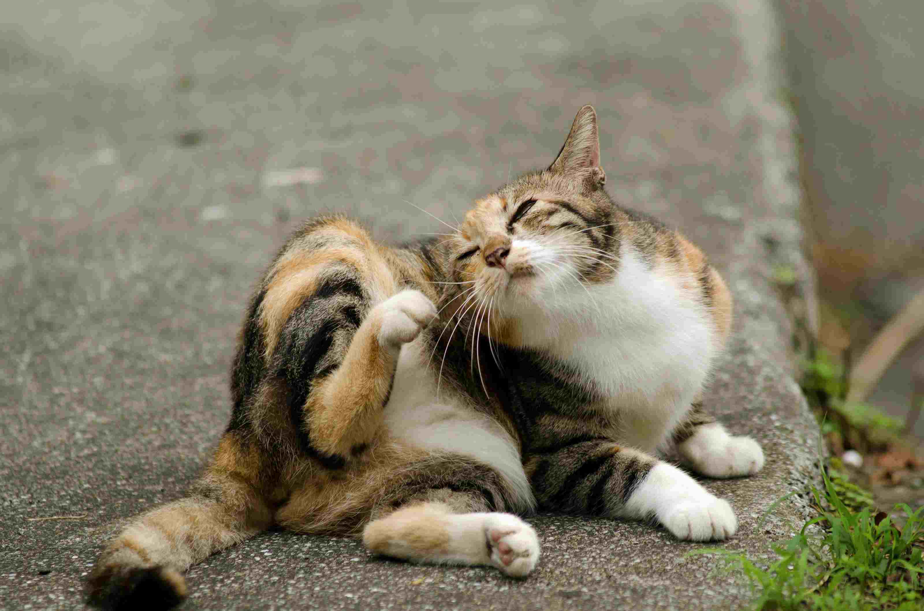猫抓