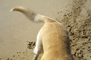 黄色拉布拉多犬在沙滩上挖掘