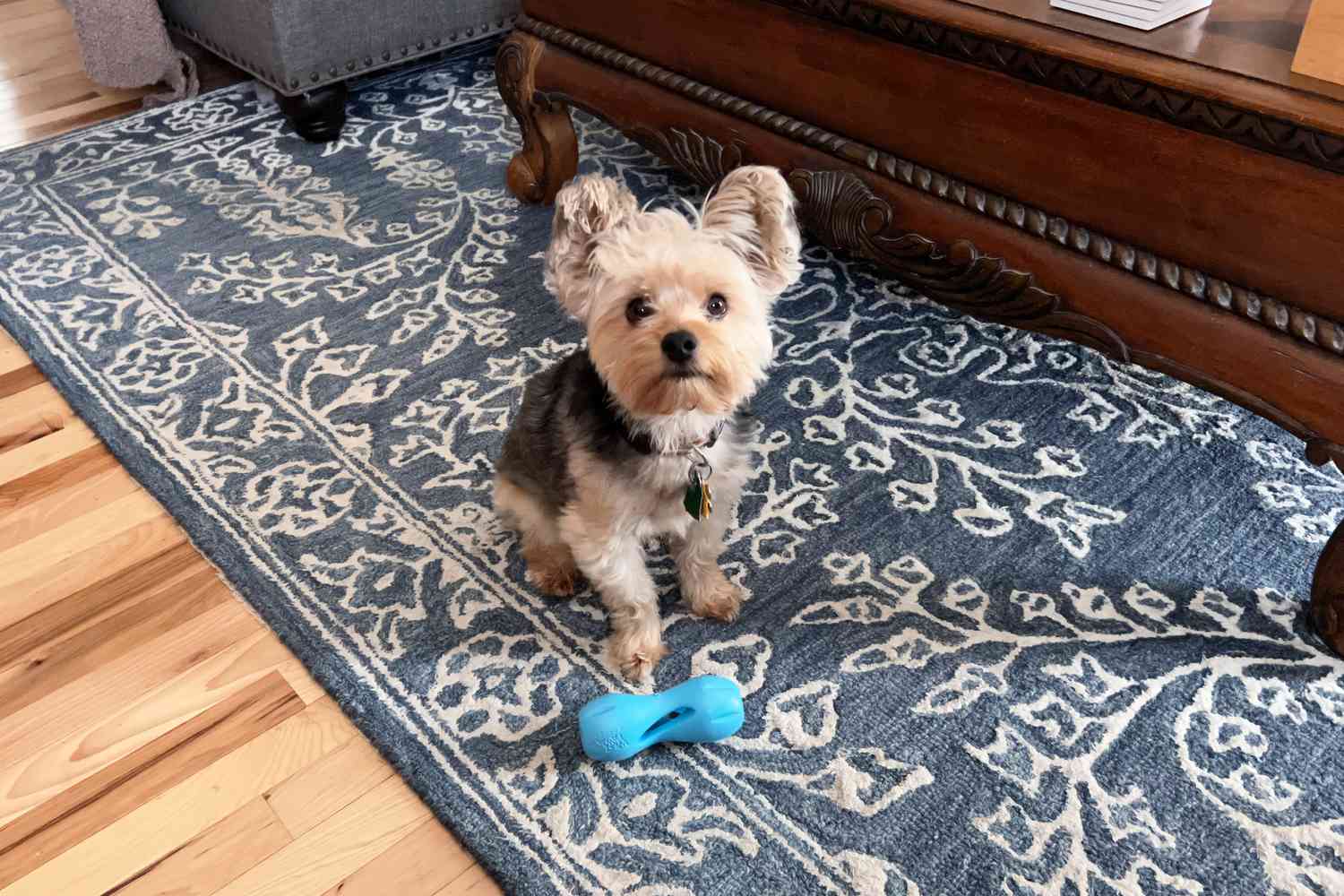 The West Paw Zogoflex Qwizl Dog Puzzle Treat Toy sitting on ground in front of dog