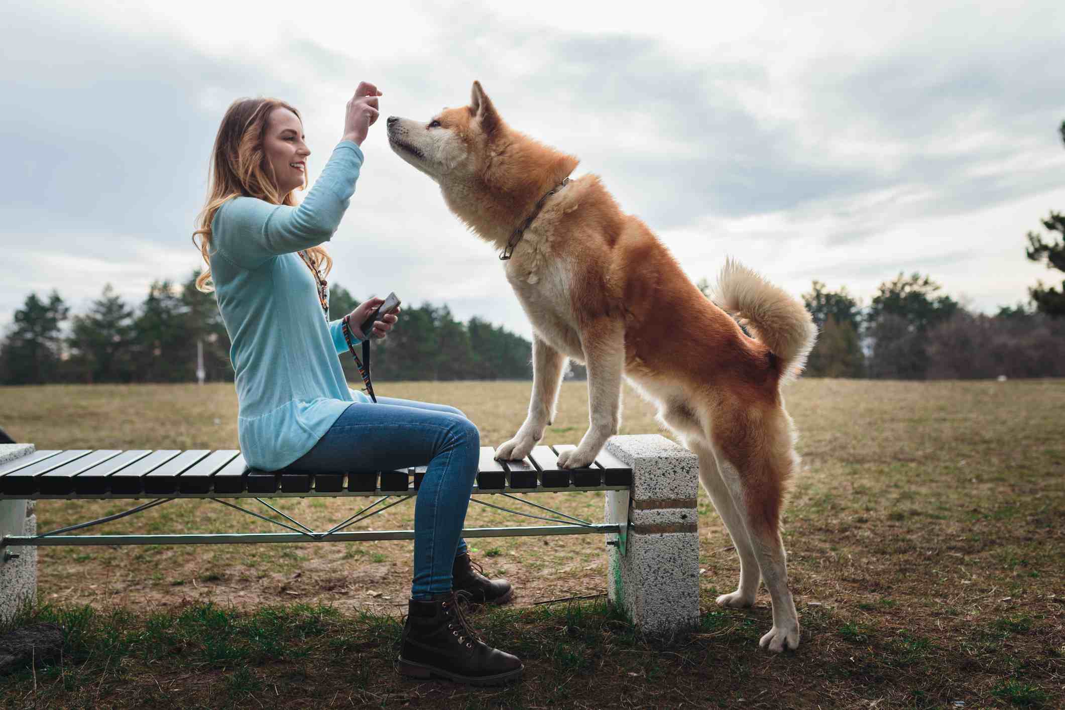 秋田犬训练