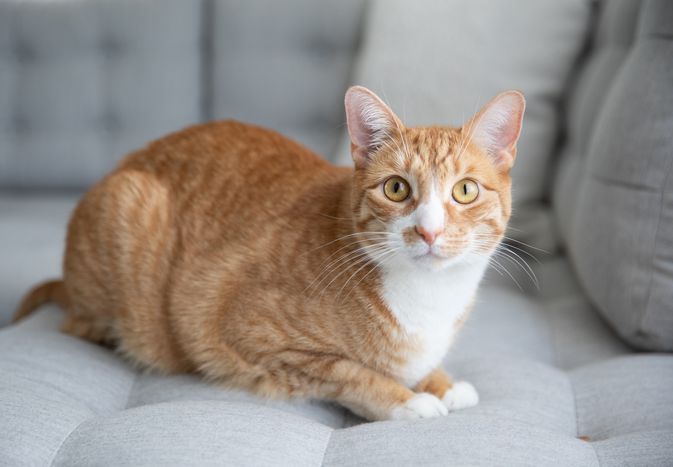 橙色和白色的猫躺在灰色的沙发上