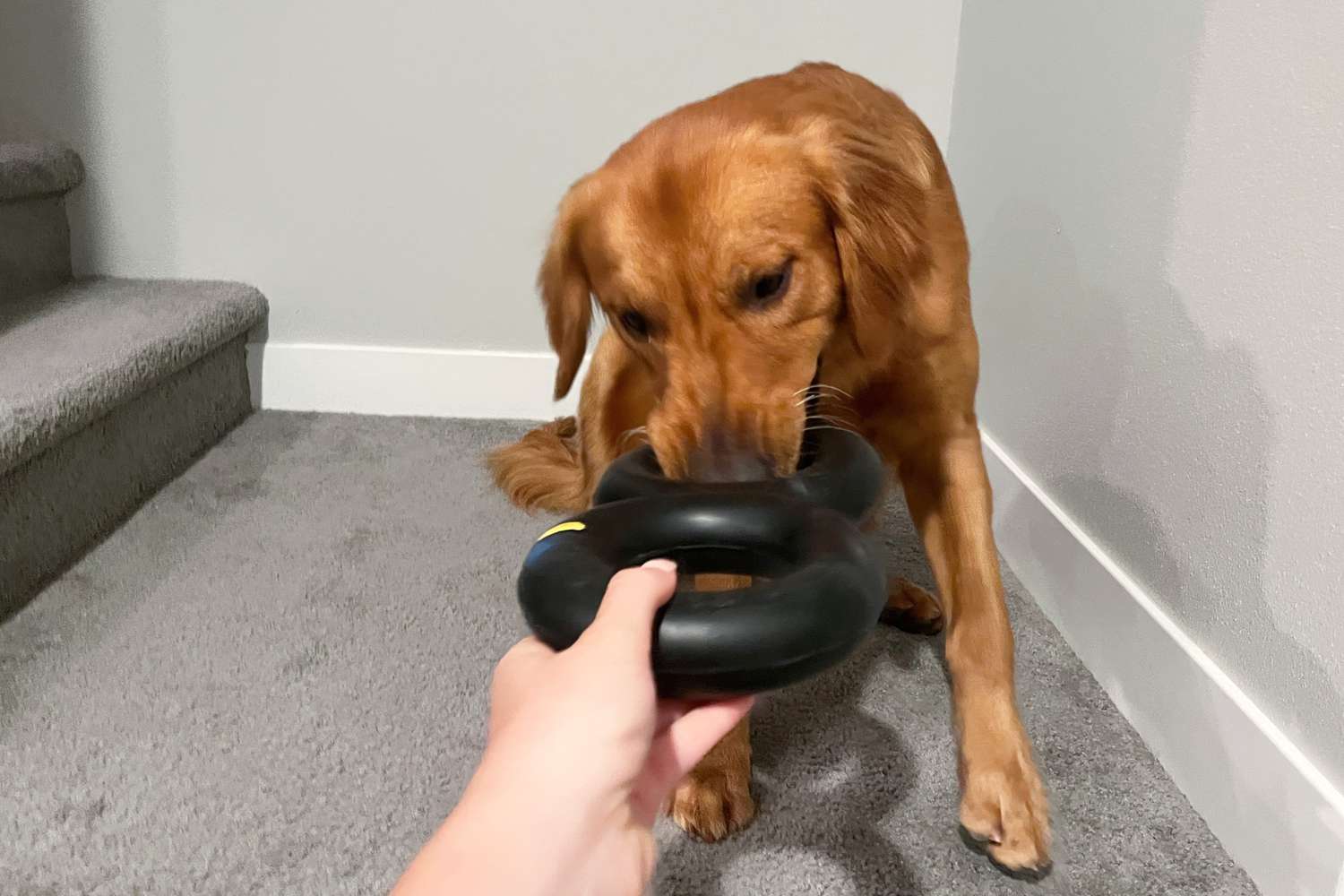 Dog playing tug of war with person using the Goughnuts Maxx Heavy Duty Tug Dog Toy