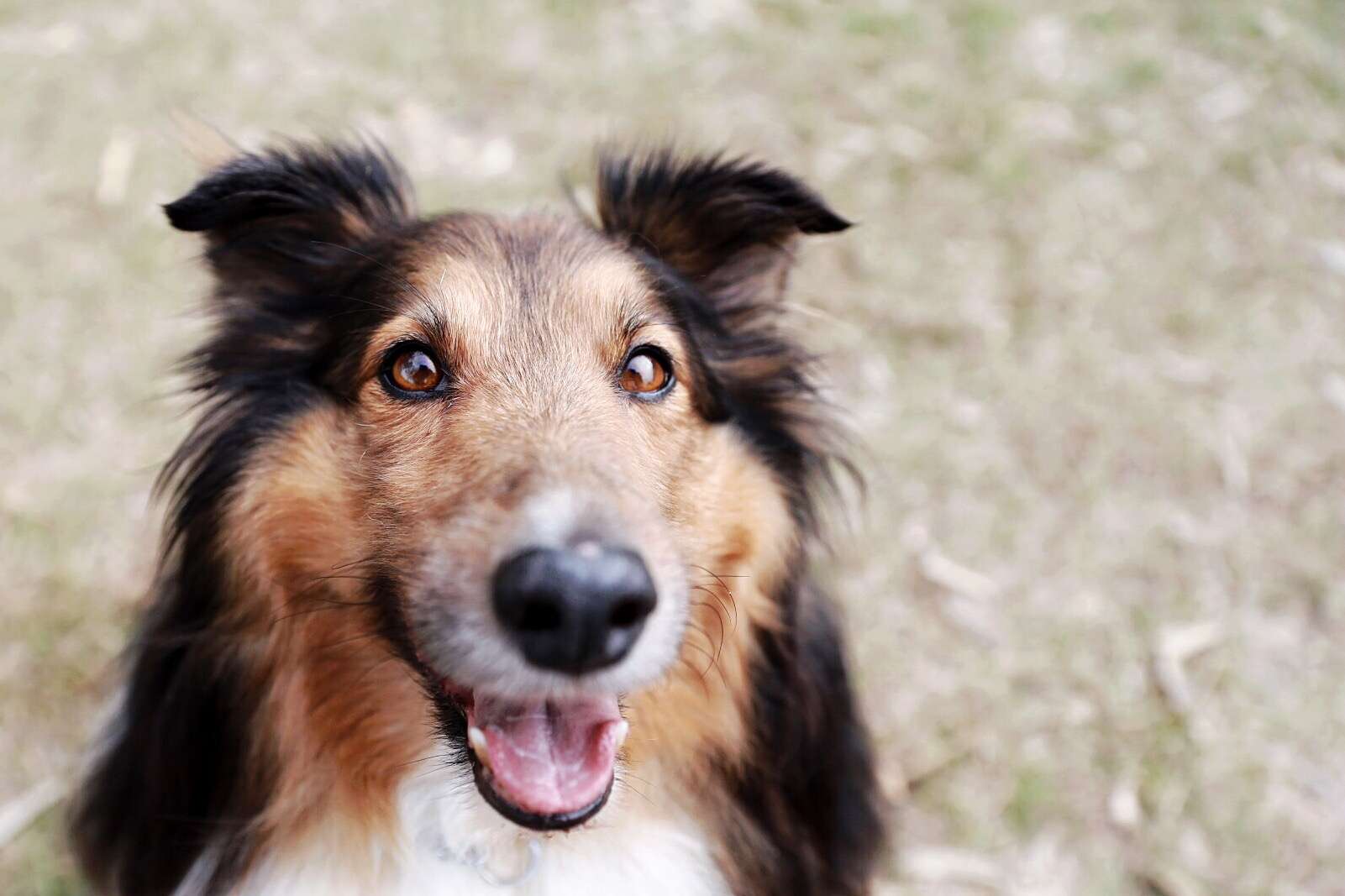 田野上的设得兰牧羊犬肖像
