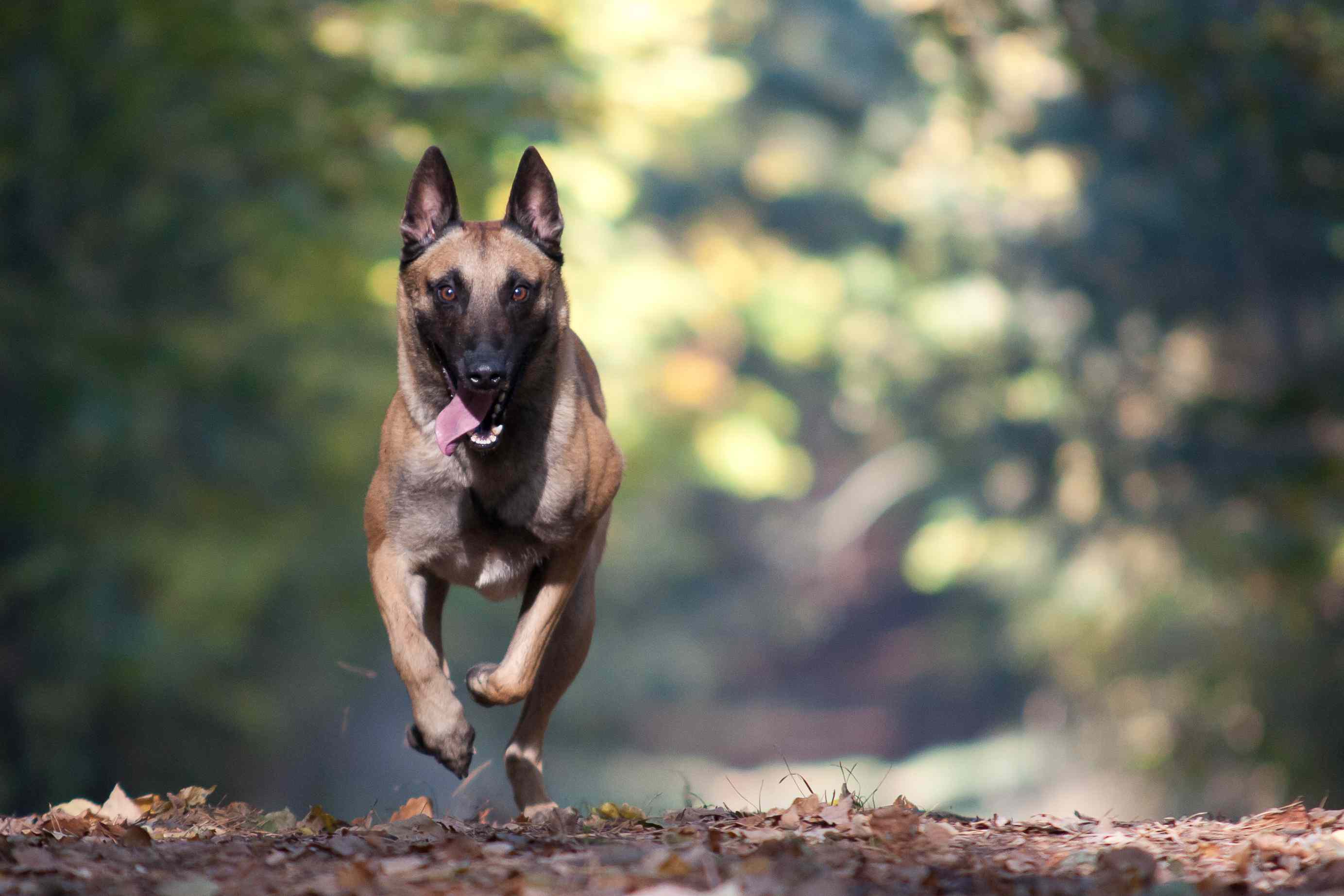 马里努阿犬运行