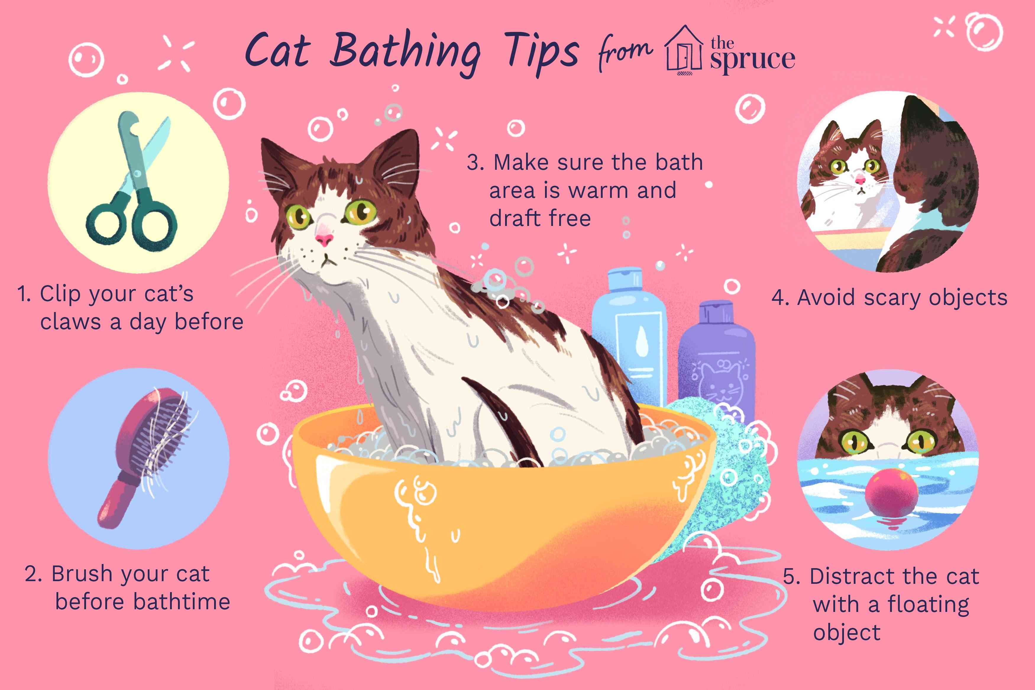猫洗澡技巧
