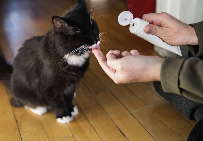 猫舔牙膏