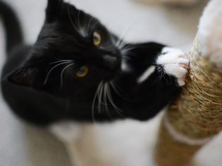 猫的爪子在一个抓挠杆