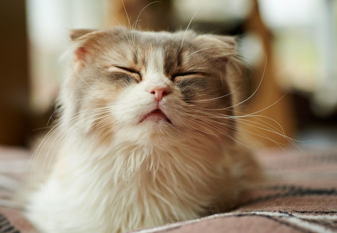 在手指上的猫在一起的时候，就像个小眼睛一样。