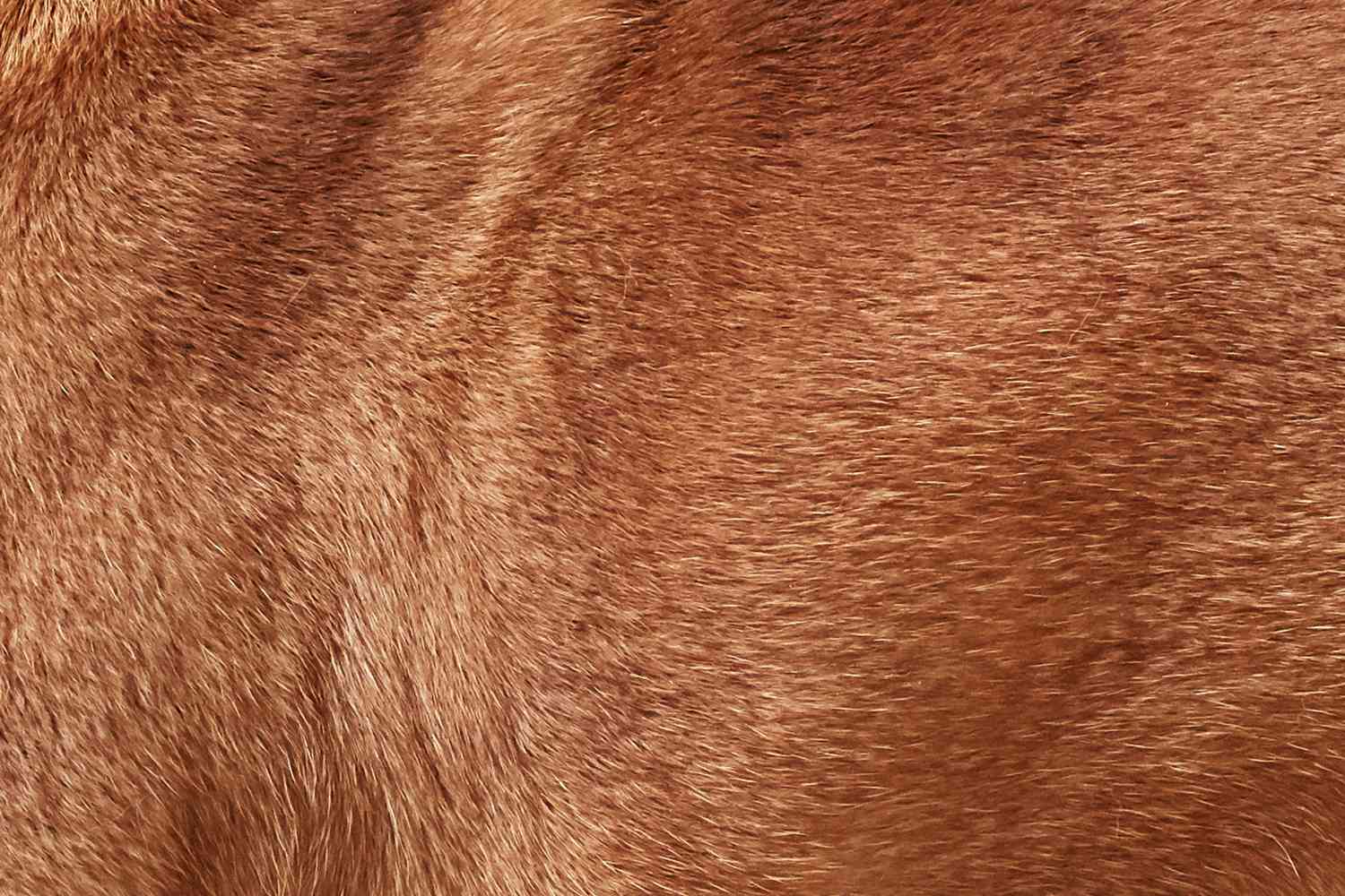 法国斗牛犬的皮毛特写