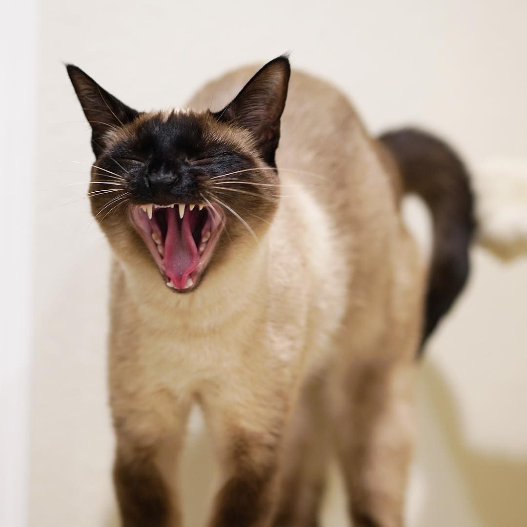 一个猫的舌头和小猫