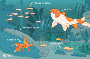 Coldwater Fish Species