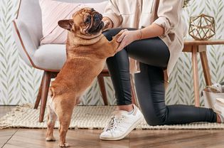 一只跳起来的法国斗牛犬