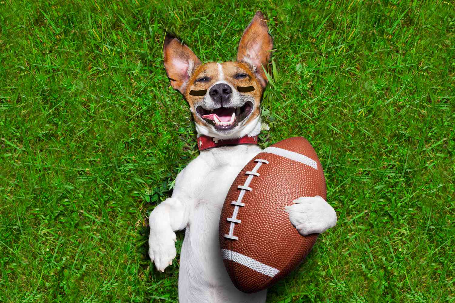 Football dog