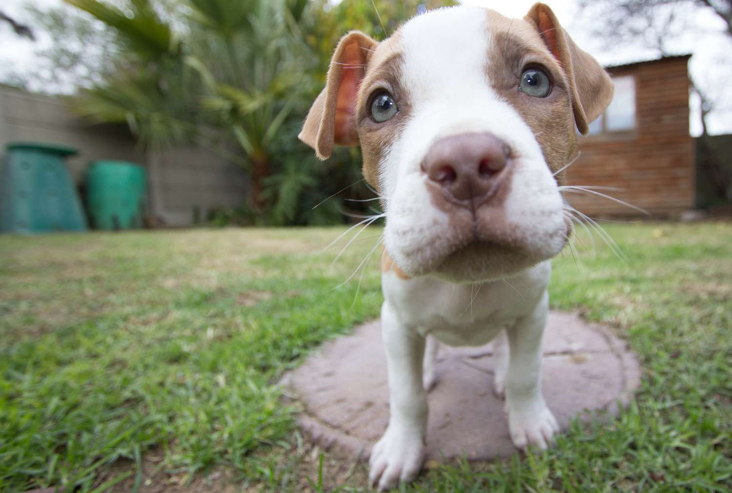 一只斗牛犬的广角照片。