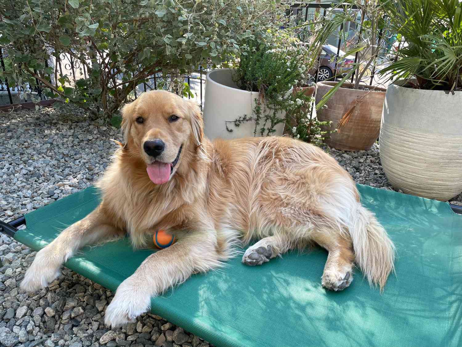 亚马逊基础冷却Elevated Pet Bed