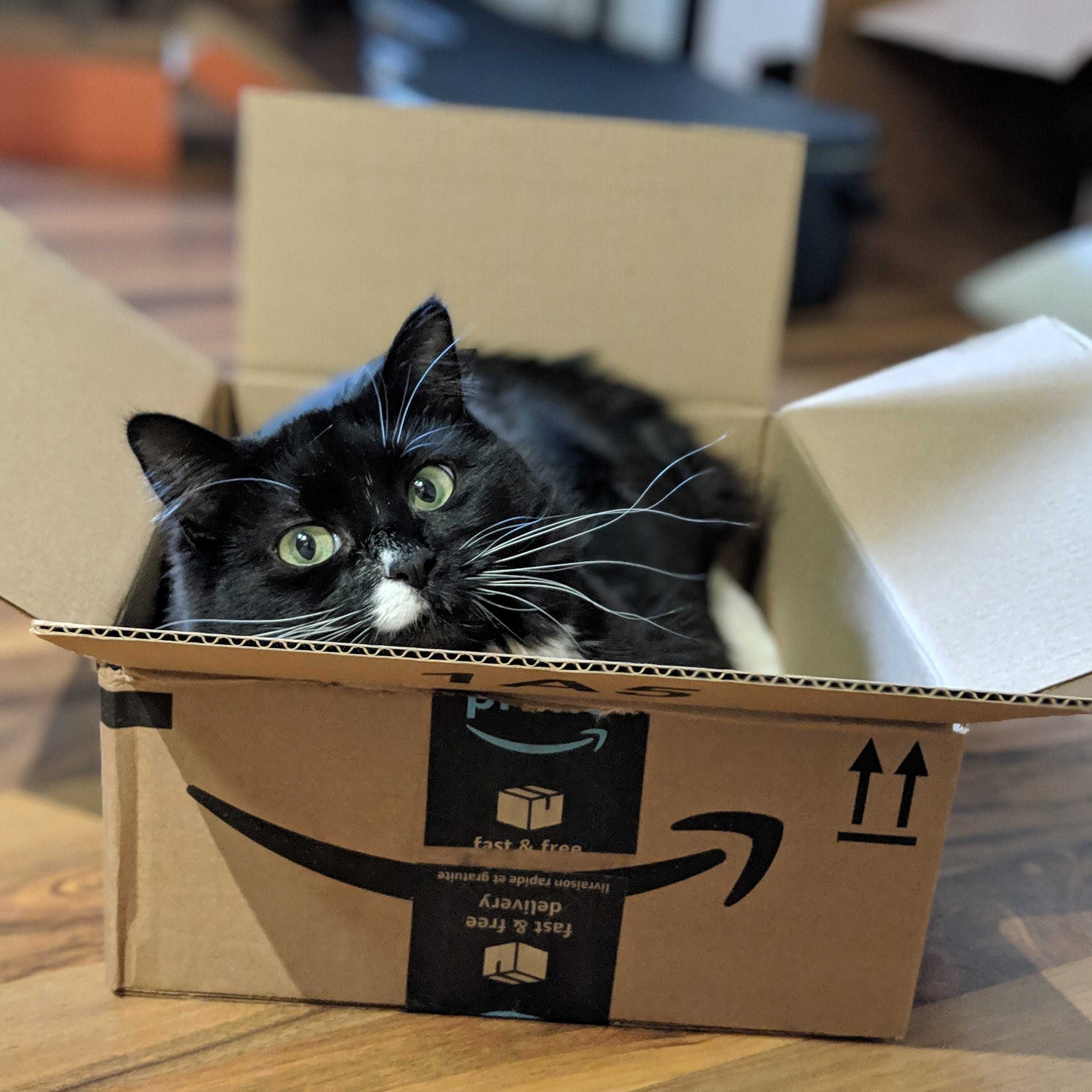 猫坐在盒子里