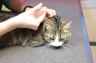 把他的猫给给她的猫给了她的信息