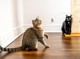 棕色条纹猫玩玩具