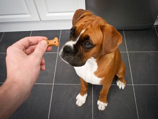 狗狗，狗们喜欢吃鸡肉
