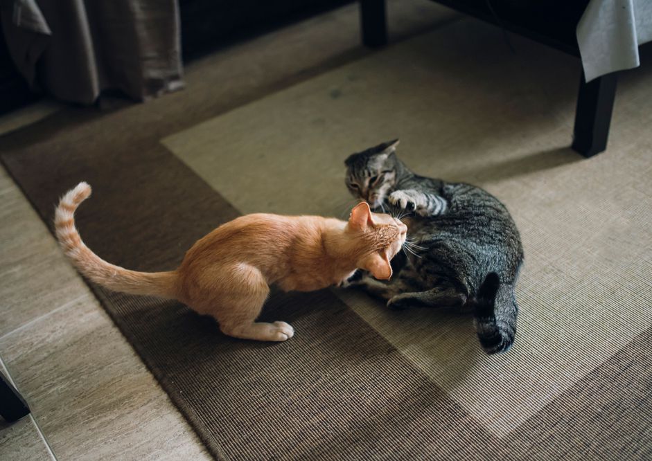 两只虎斑猫打架的照片