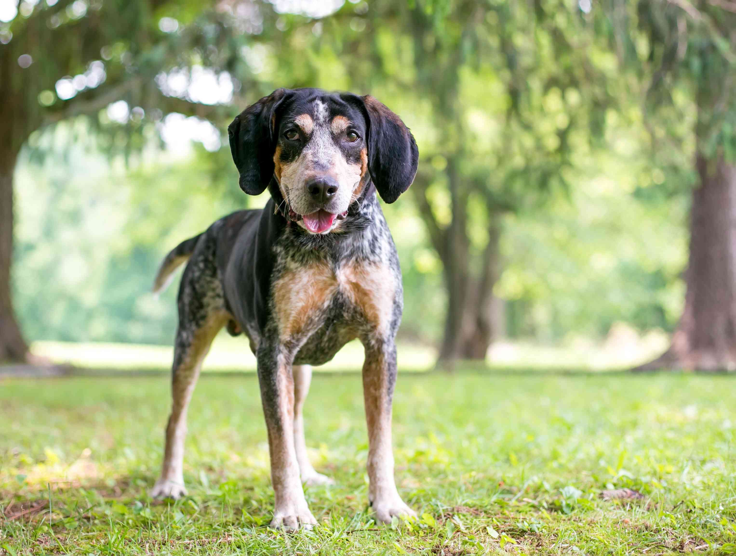 一只布鲁提克猎犬站在户外