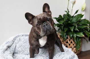 Dark brown and white French bulldog standing on gray fluffy bed