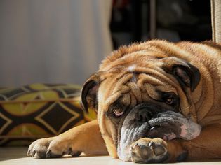 一只耷拉着下巴、眼睛充血的英国斗牛犬把头靠在地板上。