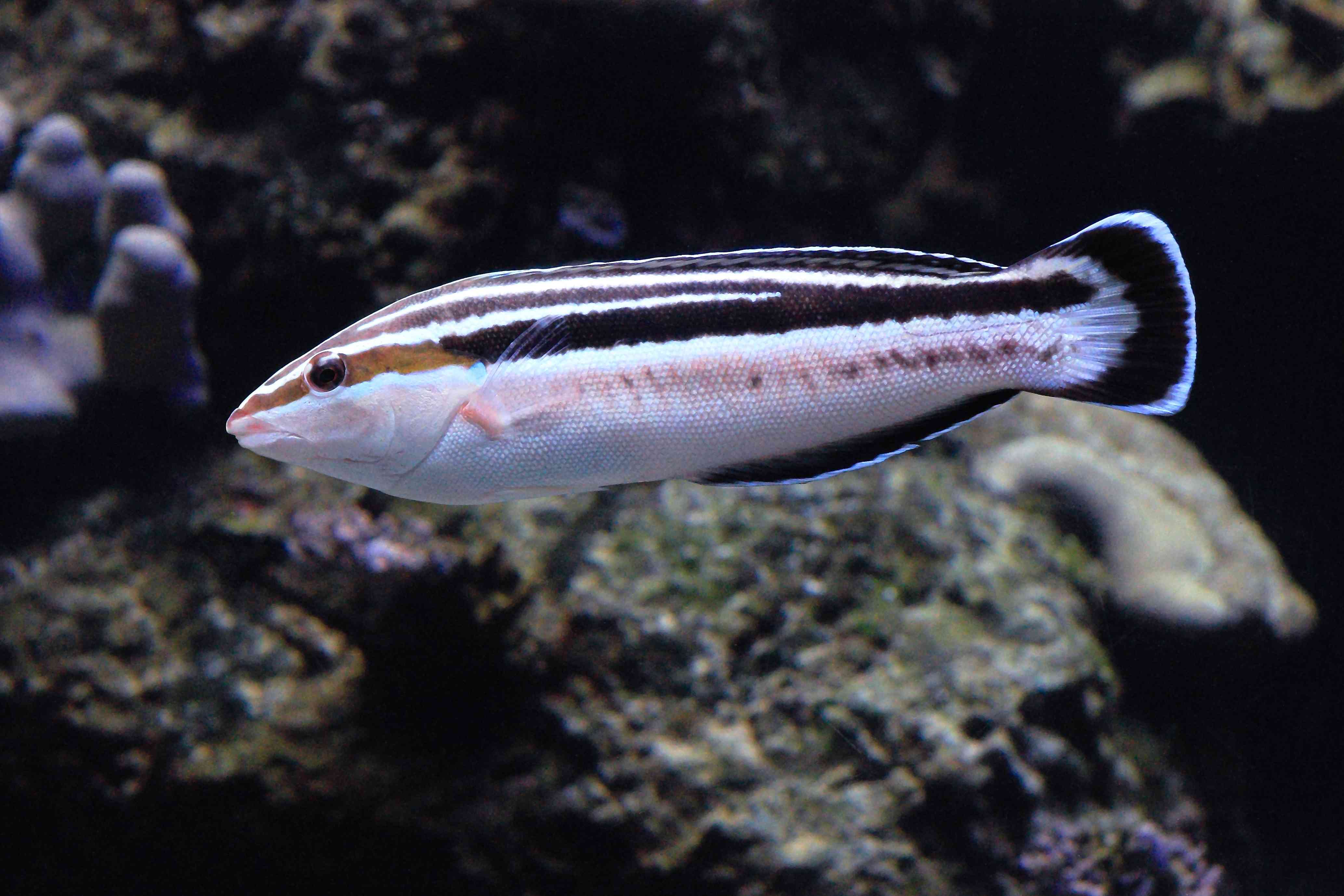 YELLOWSTRIPE科里
