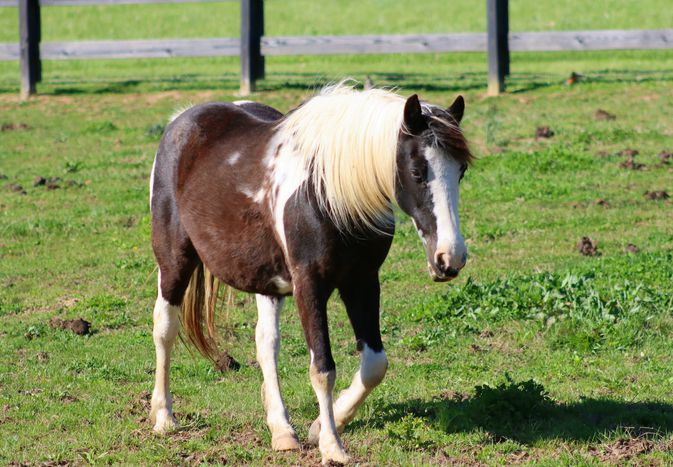 Brown and white American paint horse walking in field