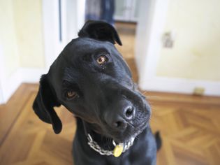 头部倾斜的黑色拉布拉多犬