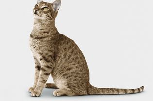 萨凡纳F6短毛猫
