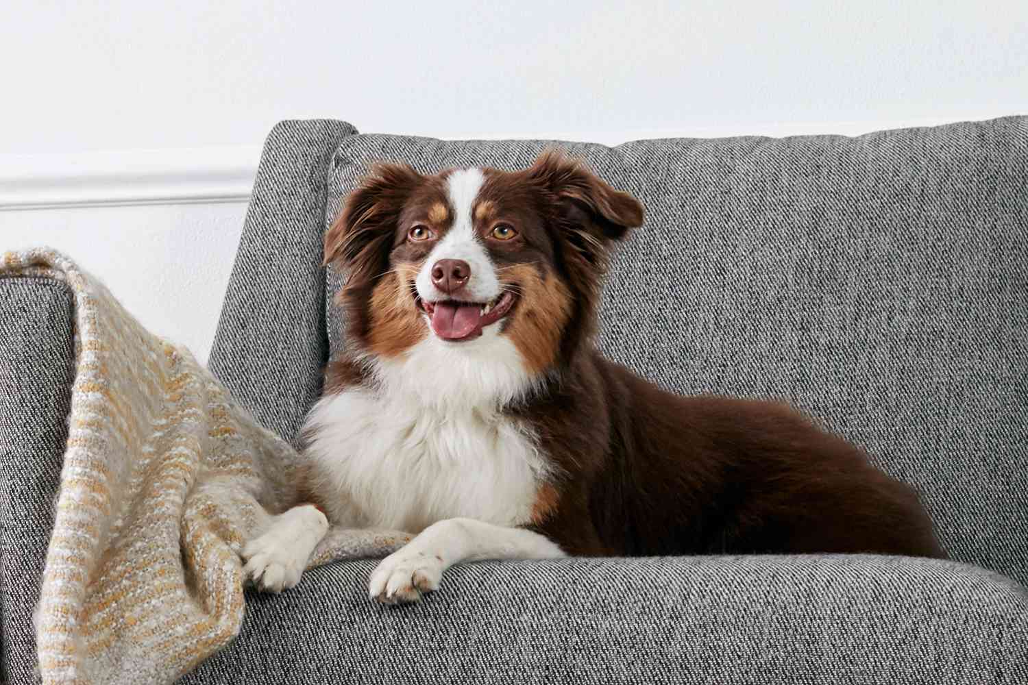 沙发上的一只澳大利亚牧羊犬
