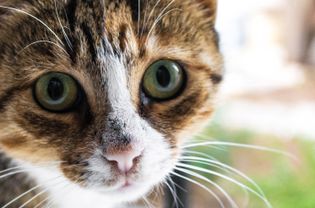 猫的脸特写