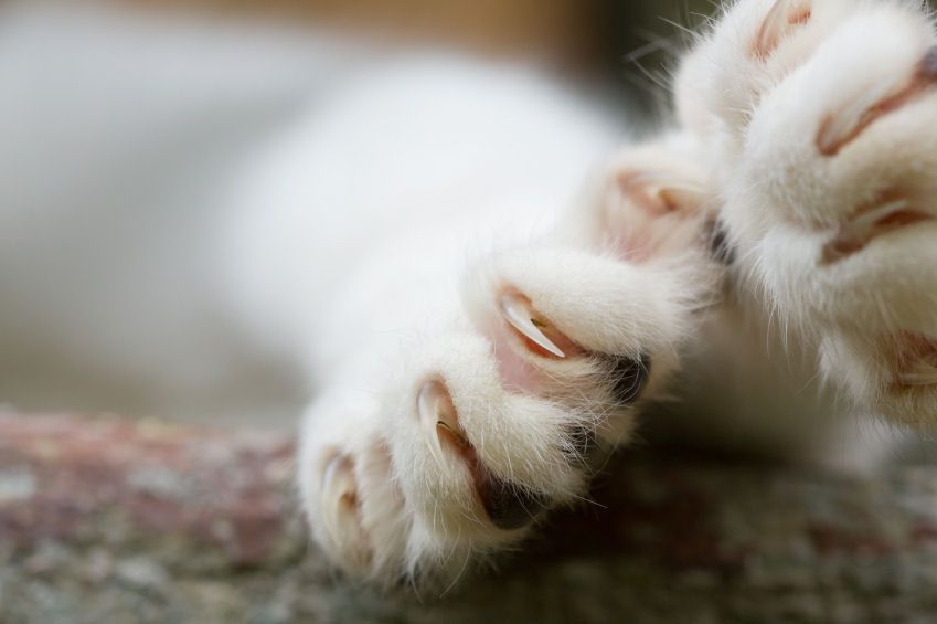 两只猫爪子的特写照片