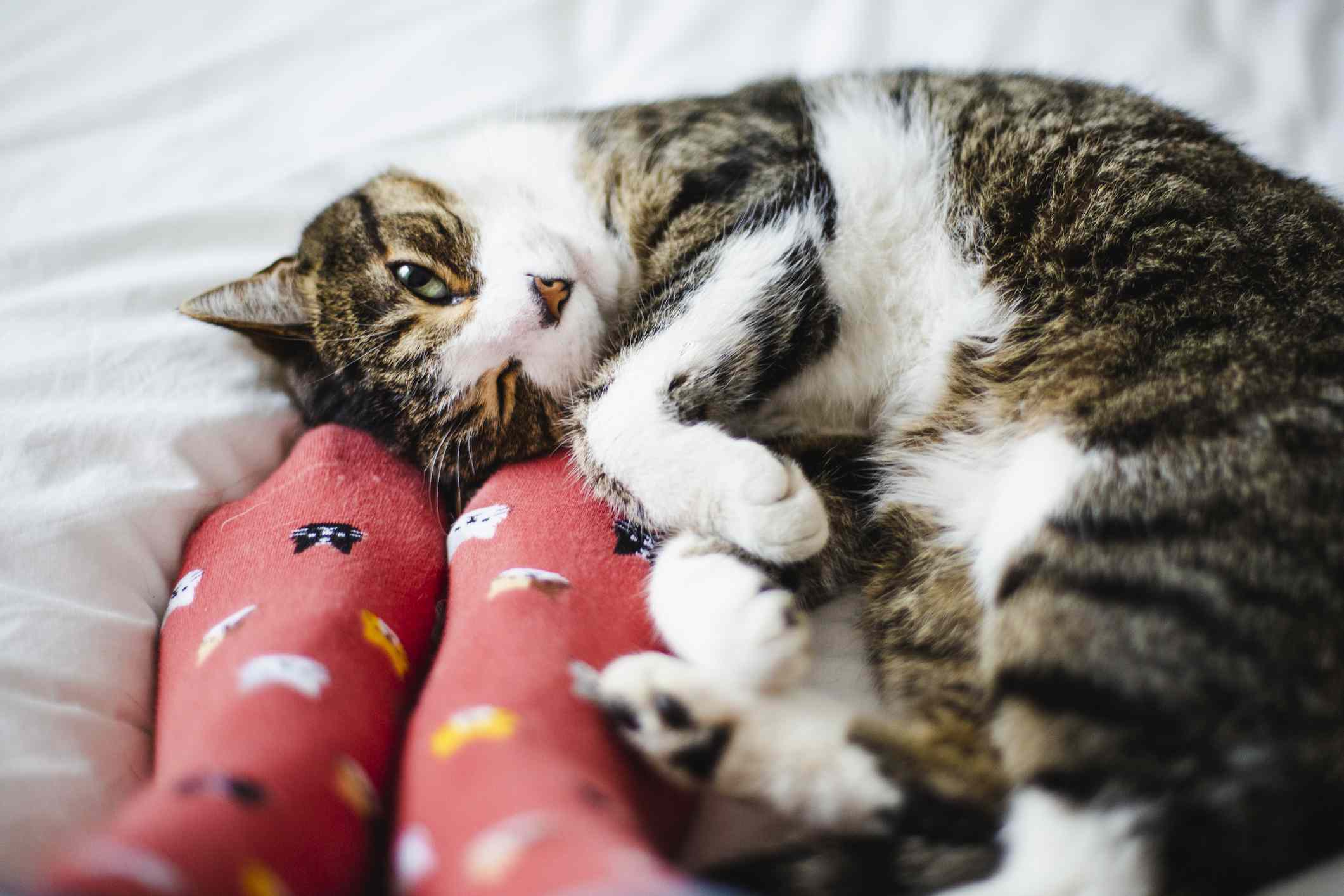 猫趴在地上