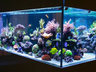 黑暗中的珊瑚礁水族馆