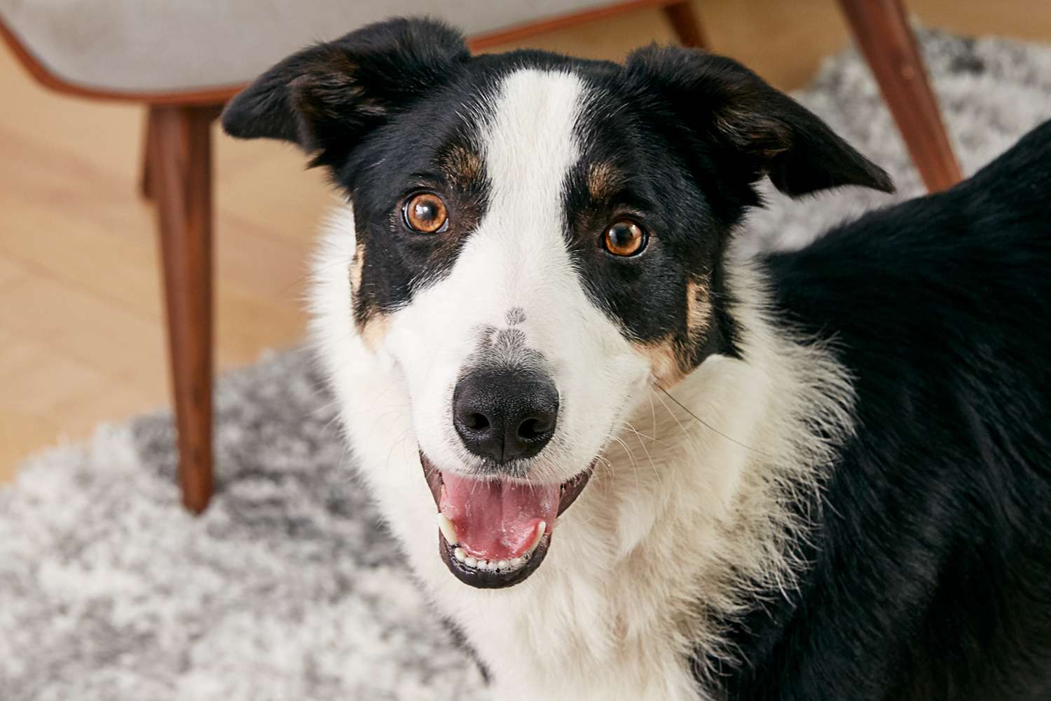 博德牧羊犬的肖像