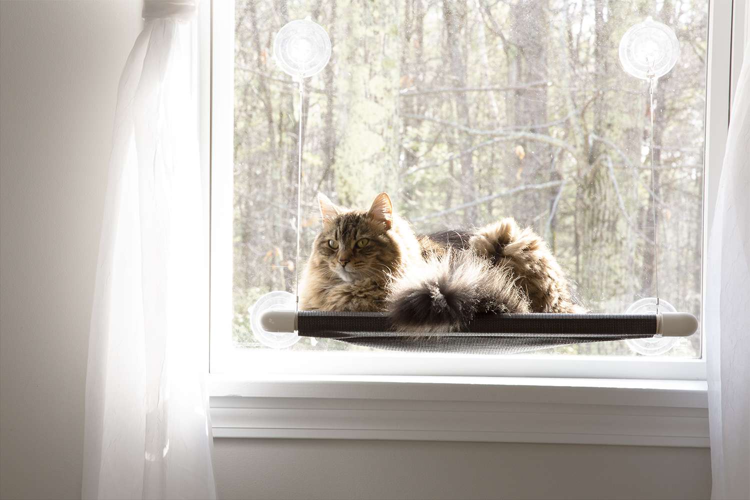 猫咪床原世界上最好的猫栖