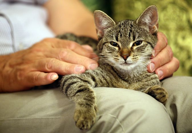 一只虎斑猫躺在一个男人的腿上