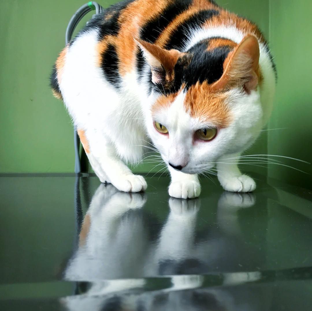猫猫